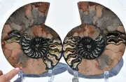 Dinosaur PAIR BLACK Ammonite 1 IN 100 XXXLG 200mm 110myo FOSSIL 8.0" 3170xx