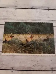 RARE Color Crafty and Elusive Elk Vintage Deckled edge POSTCARD Unused 1