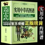 【西柚書閣】 實用中草藥圖譜 中醫大全書入門 400種常用中藥速認圖鑒 藥材品種