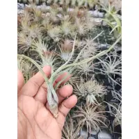 在飛比找蝦皮購物優惠-綠房子空氣鳳梨 女王頭 XS Tillandsia capu