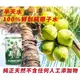 現貨 半天水 鮮剖純椰子水; 24入/箱 (購1箱以上選黑貓/郵局) 清涼消暑 點心(650元) 發燒 武漢肺炎 囤貨 乾糧