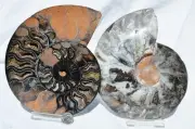 Large Black Ammonite PAIR Deep Crystals 110myo Dino Age FOSSIL 172mm 6.8" 9537aa