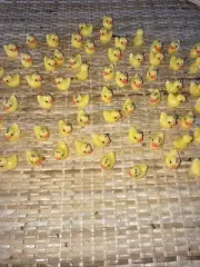 BULK 50 Rubber duck charms resin