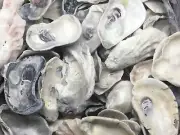 Oyster Shells 1 Lb