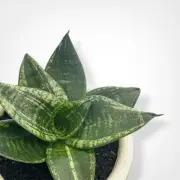 Sansevieria Hahnii Martin Rare Uniqe Snake Plant
