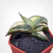 Sansevieria Samurai Dwarf White Variegated Rare Uniqe Snake Plant