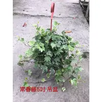 在飛比找蝦皮購物優惠-花草巷弄 5吋吊盆 // 斑葉常春藤 // 觀葉植物