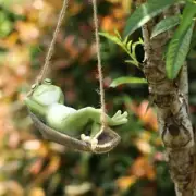 Hanging Sleeping Frog Sculptures Garden Frog Statues Swing Décor Garden Ornament