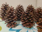 Box Of 10 Pine Cones From 4.5" to 6" Size -Sorted-For Holiday Craft Decor.