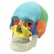 Anatomical Human Skull Model Coloured Skeleton for Anatomy Medical Study
