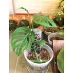 大洞洞龜背芋 MONSTERA EPIPREMNOIDES  觀葉植物