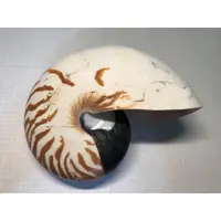 在飛比找蝦皮購物優惠-標本貝殼 cy-43⇨鸚鵡螺 169mm☜ (Taiwan)