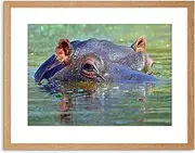 Photo Hippo Hippopotamus Eyes Submerged Framed Wall Art Print