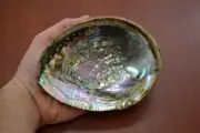 GREEN ABALONE SHELL ONE SIDE POLISHED BEACH CRAFT 5 1/2" - 6" #7427