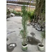 在飛比找蝦皮購物優惠-台灣原生種 Hinoki 直徑1.5、2cm (台灣扁柏、黃