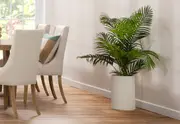 PALM TREE 120CM Tree