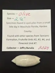 RARE Fossilized OLIVE Shell From Central Florida & BONUS Shell.