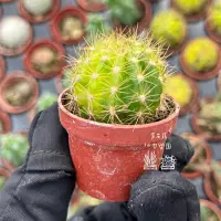 在飛比找蝦皮購物優惠-芙芮蕬仙肉）金盛丸錦 迷你盆 一寸盆 豆盆 多肉 多肉植物 