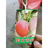 在飛比找蝦皮購物優惠-李家果苗 愛文芒果 4吋半盆 嫁接苗 高度70-80公分 單