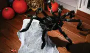 36" Jumping Spider
