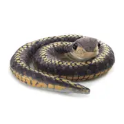 Mini Snake Finger Puppets, Pack of 3