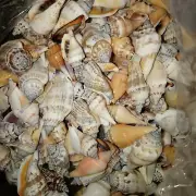 SEASHELLS 500grams strombus urceus. Beach home coastal decor. Craft wedding
