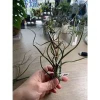 在飛比找蝦皮購物優惠-【Na.mini文具雜貨鋪】懶人植物空氣鳳梨-大章魚鳳梨 空