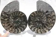 Large Black Ammonite PAIR Deep Crystal 110myo FOSSIL XL 205mm 8.1" 1521aa