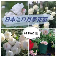 在飛比找蝦皮購物優惠-🌹日本月季花苗系列 小兔子月季扦插苗日本小灌木微型小白兔月季