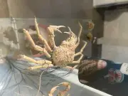 Giant Spider Crab (Leptomithrax gaimardii) dry shell