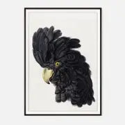 Galrie Stunning Black Cockatoo Art Print - Detailed Vintage Ornithological Illustration, Black Frame, A4 21 x 30cm (8 x 12inch)