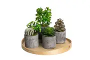 Assorted Succulents in Pot Set of 4pcs Artificial Green Plant Flower Cactus