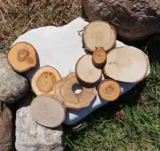 Wooden Log Discs #14 Wood Slices 2-11cm Round Wedding Coasters Saw cuts for DIY