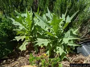 Buy Timor Lettuce Plant in Australia (Lactuca sativa v augustana)