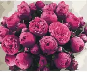 Paint by Numbers kit with Frame, 19.7x15.7in - Mysterious peonies - 13102