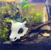 Cubone Skull Compatible with Aquarium,Reptile,Fish Tank,Arachnid