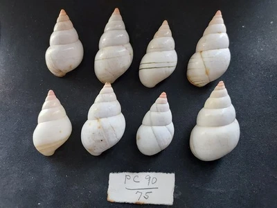 #1968d Lot of 8 Liguus Fasciatus, Pinecrest #90, 39-49mm Land Snail Shells