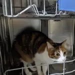 洗碗機裡說有貓咪(三花)