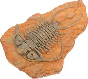 MUCKLILY Paleontological Insect for Teaching and Decoration Lightweight Insect Ornament Design for and Educators