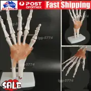 Life Size Flexible 1:1 Human Foot Ankle Anatomy Model Human Foot Skeleton Model↯