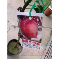 在飛比找蝦皮購物優惠-水果苗  蘋果文芒果  4吋盆高50-60cm 香甜多汁【花