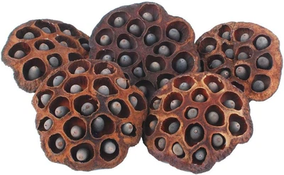 5PCS Decorative Vase Filter Artificial Lotus Pods with Seeds (8-10CM)