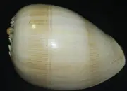 167 mm HUGE Melo Aethiopica Baler Volute Seashell Sea Shell UNCOMMON
