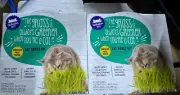 NEW Whisker City Cat Grass Kit 2-Pack | Potting Soil 1oz Grass Seeds & Container