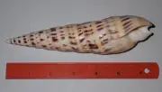 170 mm HUGE Terebra Maculata Seashell AB#3 Phi - Phi Island Phuket Thailand