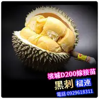 在飛比找蝦皮商城精選優惠-黑刺榴槤盆栽 嫁接苗 D200冠軍品種 金枕頭榴槤 貓山王榴