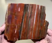 ARIZONA RAINBOW PETRIFIED WOOD POLISHED! Top color stand up LARGE display!!