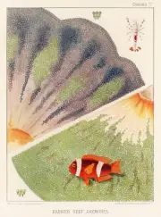 12798.Poster print.Room Wall design.1893 Great Barrier Australian Reef.Fish