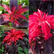 Amaranth - Early Splendour seeds
