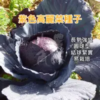 在飛比找蝦皮購物優惠-【現貨。不用再問】新美紫紅 高麗菜 種子 (一份約400粒，